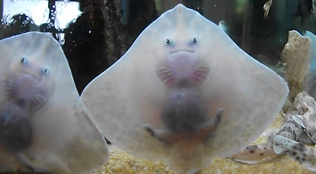 &Pi;&alpha;&rho;ά&xi;&epsilon;&nu;&alpha;